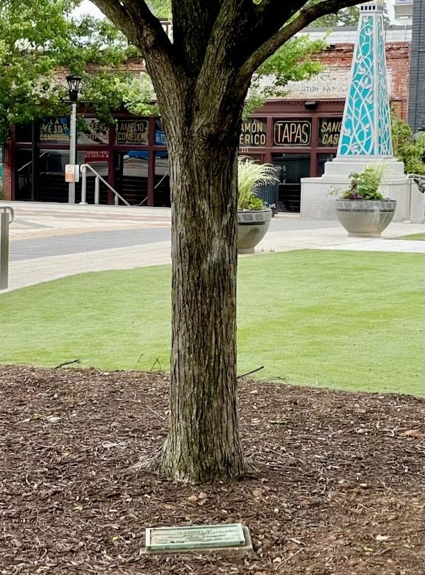 MARION FOOTMAN WILSON WAR MEMORIAL TREE