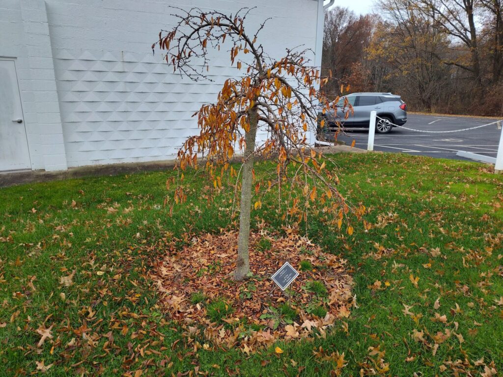 ALL PAST V.F.W. POST 9571 MEMBERS WAR MEMORIAL TREE