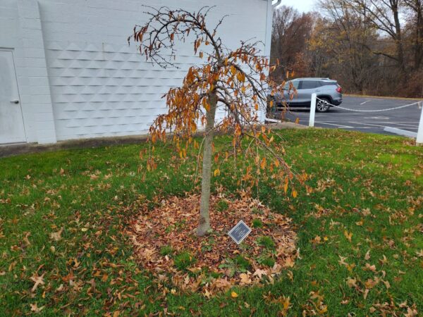 ALL PAST V.F.W. POST 9571 MEMBERS WAR MEMORIAL TREE