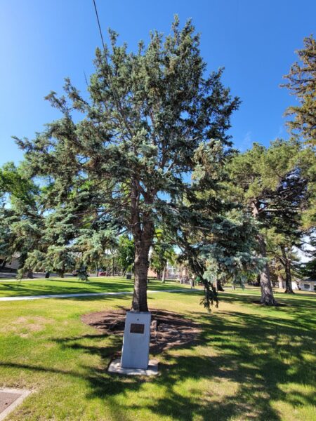 THE FREEDOM TREE CAPT. R. JIM CAPMAN WAR MEMORIAL