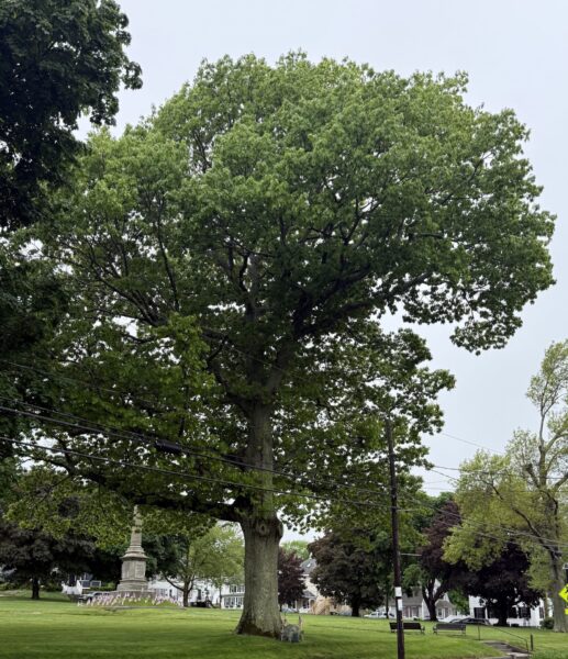 PLYMOUTH BOYS WORLD WAR MEMORIAL TREE