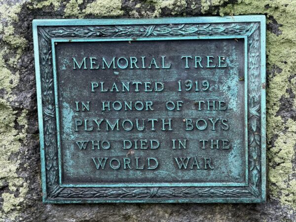 PLYMOUTH BOYS WORLD WAR MEMORIAL TREE PLAQUE