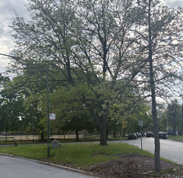 MORGAN PARK WORLD WAR I MEMORIAL TREE